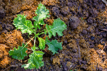 Young organic kale plant growing in nutrient-rich soil with morning dew. Healthy food, organic farming, and sustainable agriculture concept.