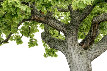 Obraz premium Green oak tree isolated on white background. Clipping path included.