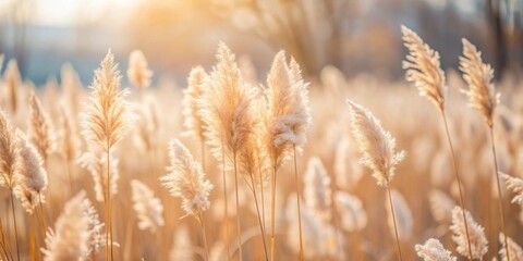 Fototapeta premium Soft Golden Pampas Grass in Serene Early Morning Light