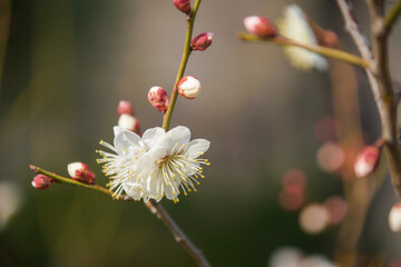大阪城公園の梅