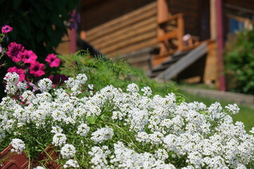 White Alyssum flowers, Sweet Alice Lobularia Maritima on home garden. Summer hot windy day....