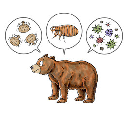 ヒグマと寄生虫(ダニ、ノミ、病原菌)