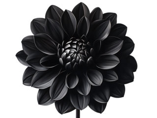 Striking Black Dahlia Flower with Symmetrical Petals on transparent background Generative Ai