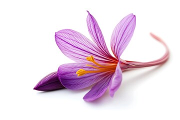 Purple crocus flower isolated on white background with copy space.