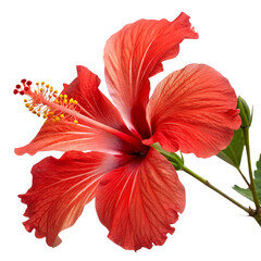Beautiful red hibiscus flower isolated on a transparent background