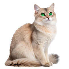 Fototapeta premium A beautiful cat in front isolated on a transparent background