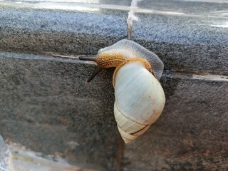 Slow and Steady: Land Snail. Shallow depth of field to create a beautiful bokeh effect. 