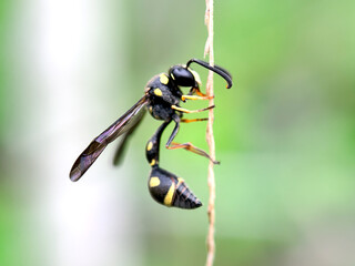 Close up of potter wasp (Eumeninae)