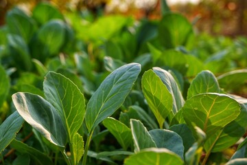 Kale grown in a plot is thriving in the backyard.