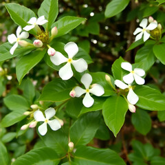Obraz premium Jetbead ( Rhodotypos scandens ) flowers. Rosaceae deciduous shrub. White four-petaled flowers bloom from April to May.