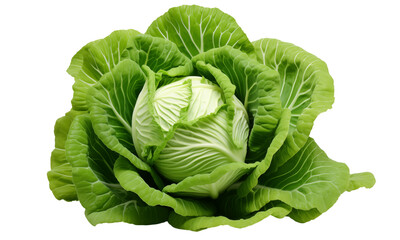 Obraz premium cabbage isolated on white