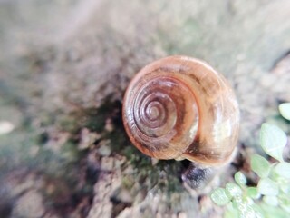 striped whitelip on the ground