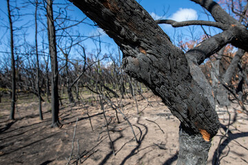 Bushfire damage from the 2025 bushfires started by lightning strikes  in the Grampians (Gariwerd) National Park.