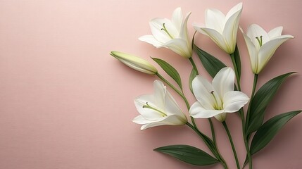 Fototapeta premium White lilies on pink background