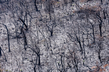 Bushfire damage from the 2025 bushfires started by lightning strikes  in the Grampians (Gariwerd) National Park.