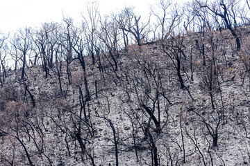 Bushfire damage from the 2025 bushfires started by lightning strikes  in the Grampians (Gariwerd) National Park.