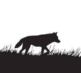 wolf in the grass