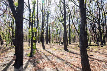 Regrowth in the Grampians (Gariwerd) National Park following the 2025 bushfires started by lightning strikes .