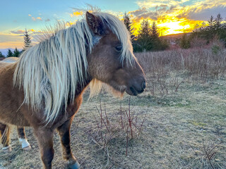 Grayson Highlands views at sunset