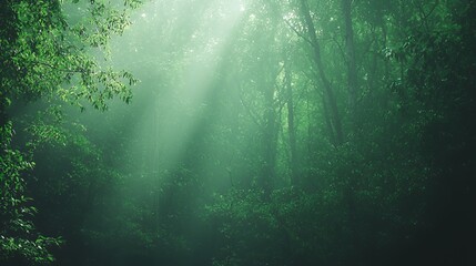 Sunbeams Illuminate a Lush Green Forest