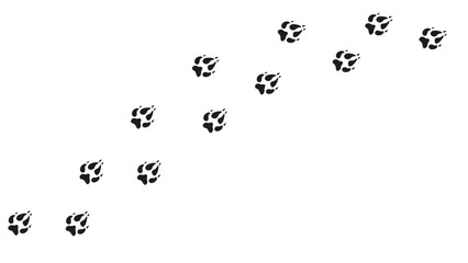 Fox Paw print steps track on white background