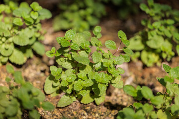 Close-up photo of green spearmint leaves growing