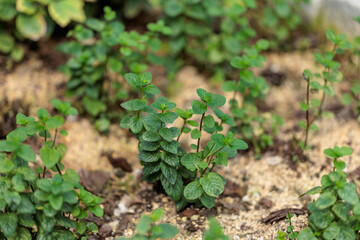 Close-up photo of green peppermint leaves growing