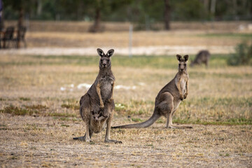 A female Eastern grey kangaroo (Macropus giganteus) with Joey in pouch. Early Evening. Victoria.