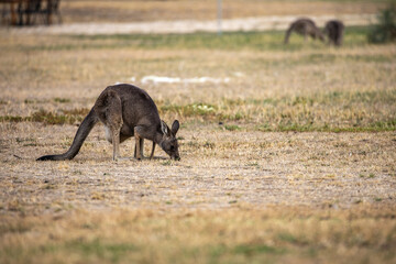 Eastern grey kangaroos (Macropus giganteus) eating. Late afternoon. Victoria.	