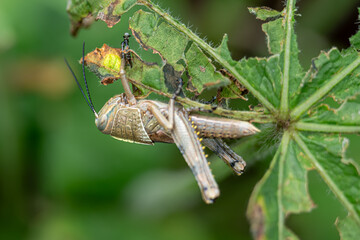 Grasshopper pests that damage the leaves of flowering plants, in a resort park