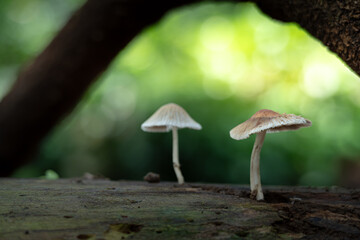 Coprinopsis, Commonly Known as Pleated Inkcap or Little Japanese Umbrella that lives on a dead tree trunk