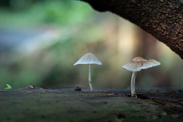 Coprinopsis, Commonly Known as Pleated Inkcap or Little Japanese Umbrella that lives on a dead tree trunk