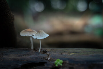 Coprinopsis, Commonly Known as Pleated Inkcap or Little Japanese Umbrella that lives on a dead tree trunk