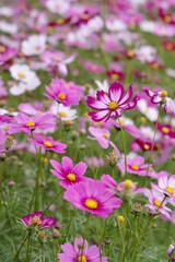 Fototapeta premium field of purple and white cosmo flowers
