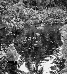 Calm Water and Aquatic Plants in a Dark Koi Pond with Reflections.