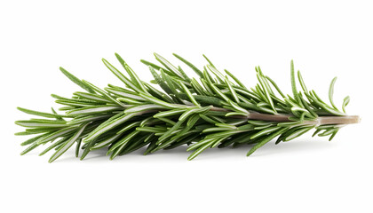 Fototapeta premium Fresh Rosemary Sprig Isolated White Background