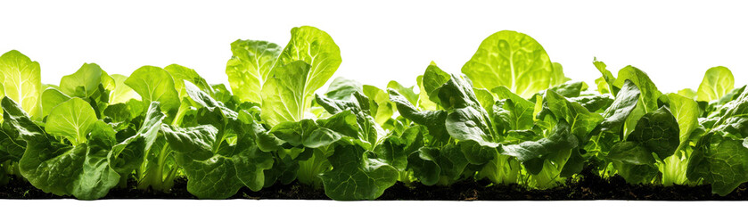 Fototapeta premium Fresh green grass and leafy vegetables isolated on a white background