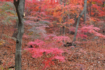 Beautiful display of fall colors