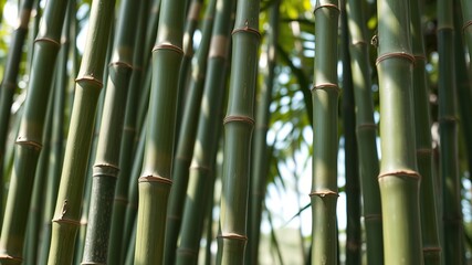 Fresh Green Bamboo Stalks, Close Up
