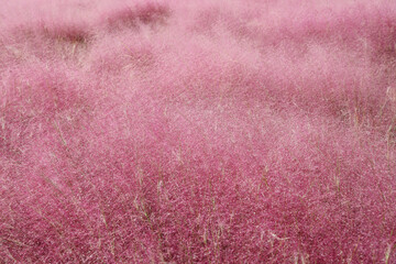pink muhly grass abstract