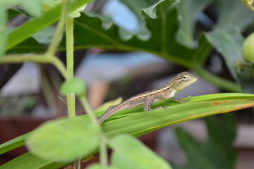 Obraz premium Tree lizard on a branch