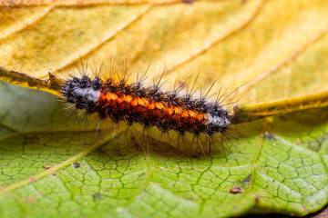 Cuncuna Colorada, or larva of Chilesia rudis, endemic species of Chile