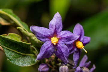 Natre flower, natri or tomatillo, Natre is a perennial medicinal plant with antipyretic, anti-inflammatory and antifungal properties. It is used to treat fever, headaches, diabetes and fungus.