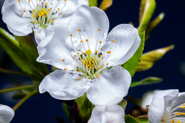 European plum blossom (Prunus domestica) in southern Chile, El Carmen, Ñuble