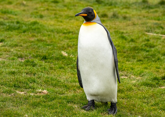 Fototapeta premium King Penguins Photographed in Grytviken South Georgia