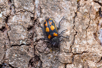 coleoptero, Chilean Pololo on tree bark in southern Chile