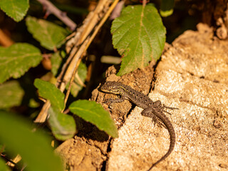 
Slender lizard or Liolaemus-tenuis, small lizard belonging to the Liolaemidae family, widely distributed in Chile