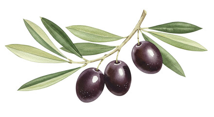 Ripe Black Olives on Branch Watercolor Painting Green Leaves Healthy Food Mediterranean Diet