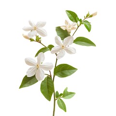 Fototapeta premium White jasmine flowers and green leaves isolated on white background.
