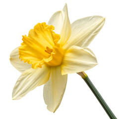 Daffodil flower or narcissus isolated on a transparent background